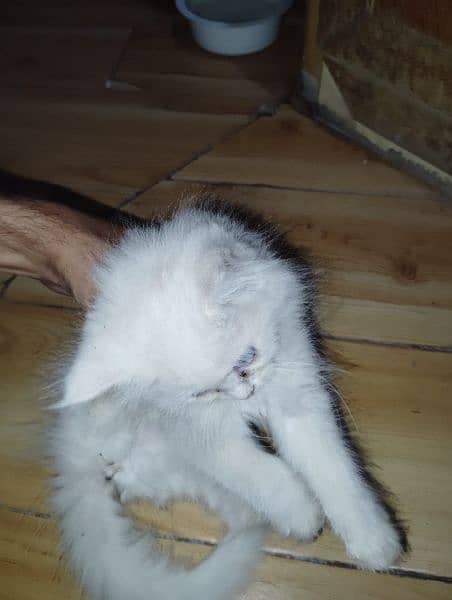 Persian kittens punch face Male, Female and pair wp3/0/3/6/6/3/0/5/0/9 1