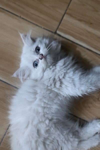 Persian kittens punch face Male, Female and pair wp3/0/3/6/6/3/0/5/0/9 5