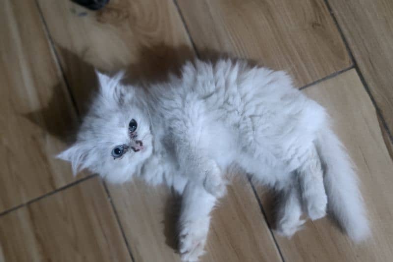 Persian kittens punch face Male, Female and pair wp3/0/3/6/6/3/0/5/0/9 6
