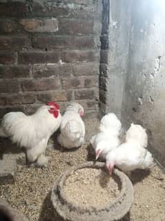 Bentum Silki Heera breedrs  for sale
