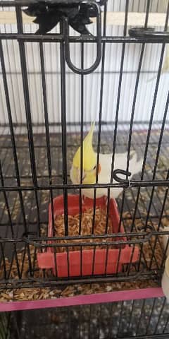 Used Cage For Sale with Common white Cocktails