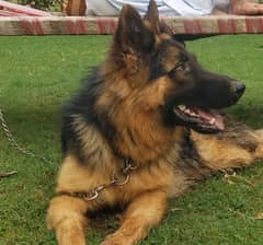 German shepherd male available for sale 0