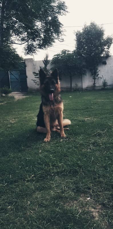 German shepherd male available for sale 1