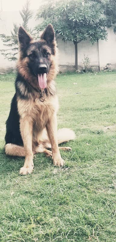 German shepherd male available for sale 2