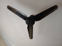 Fancy Fans 6 Months used for sale
