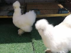 *"Young White Silkie Females Ready for Eggs laying" *