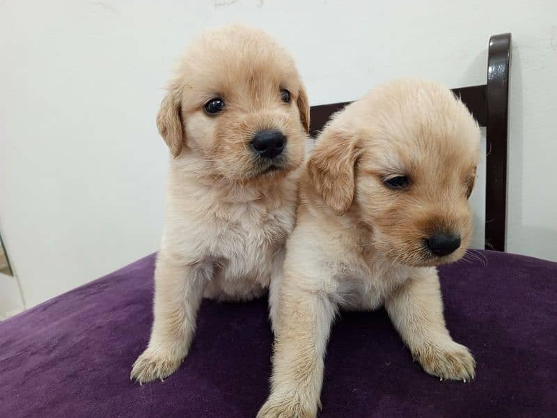 Golden Retriever Puppies 2