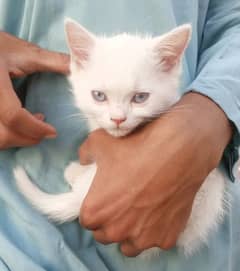 Persian mix Kitten 0