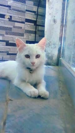 white Persian  cat 0