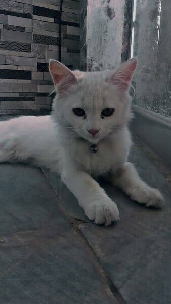 white Persian  cat 1