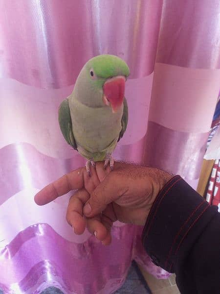 kashmiri Pahari talking handtamed parrot 1