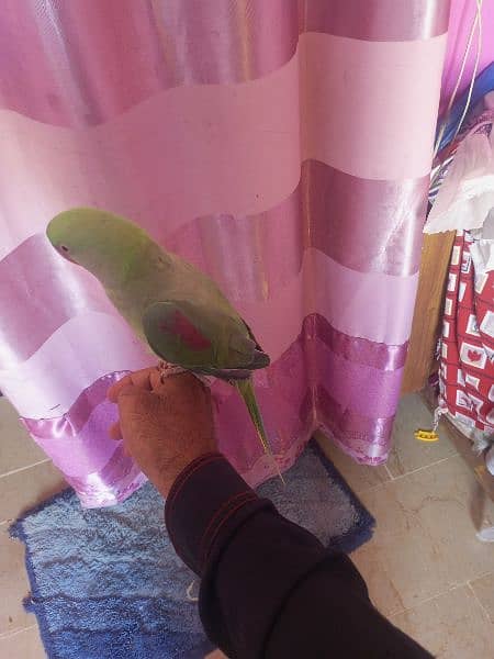 kashmiri Pahari talking handtamed parrot 5