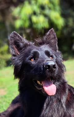 Black German Shepherd / long coat / gsd / dog for sale 0