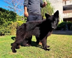 Black Male German Shepherd for Sale