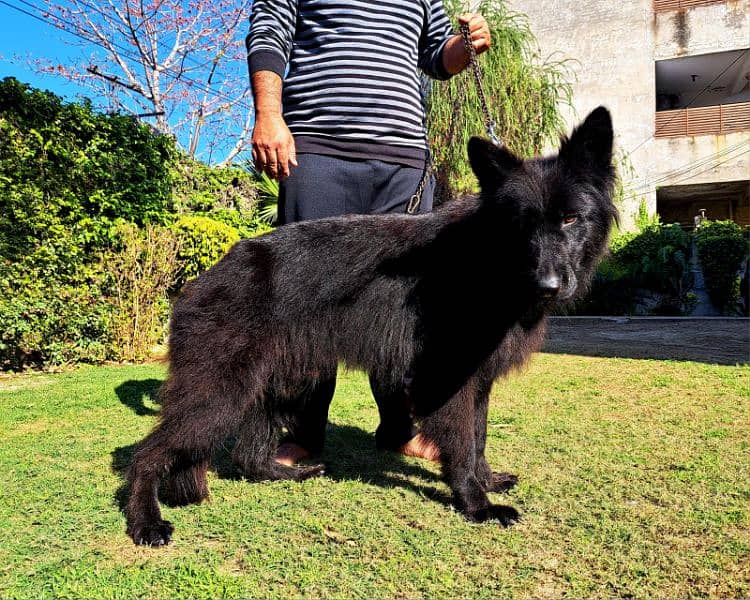 Black German Shepherd / long coat / gsd / dog for sale 2