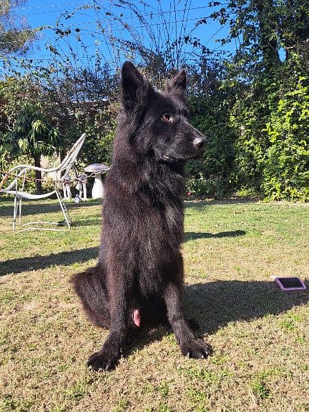 Black German Shepherd / long coat / gsd / dog for sale 3