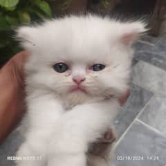Persian cat/Persian kittens/triple coated/punch face 0