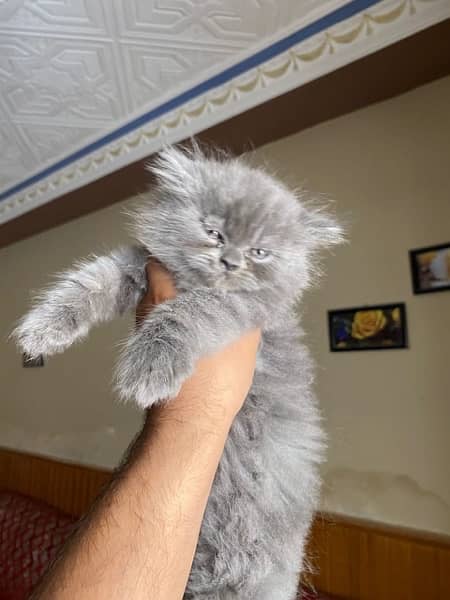 Persian cat/Persian kittens/triple coated/punch face 6