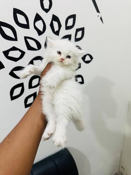 Persian cat/Persian kittens/triple coated/punch face 14