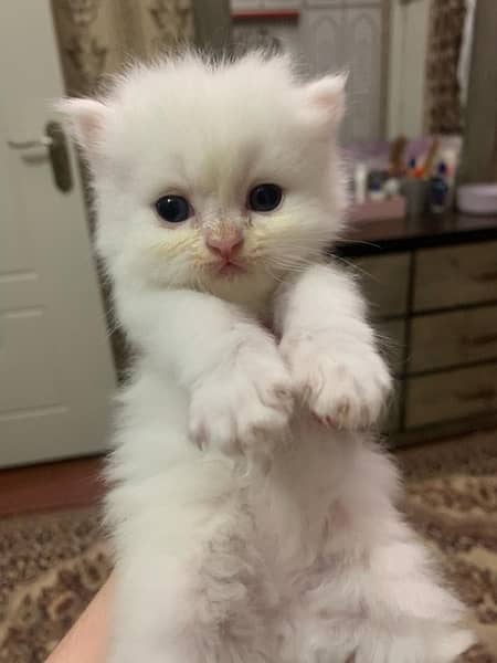 Persian cat/Persian kittens/triple coated/punch face 17