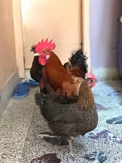 2 Egg Laying Chickens \ 1 Male + Cage Free