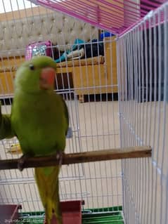 Green Ring neck Parrot handtame