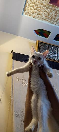 triple coated Persian cat