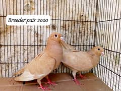 active healthy pigeon for sale