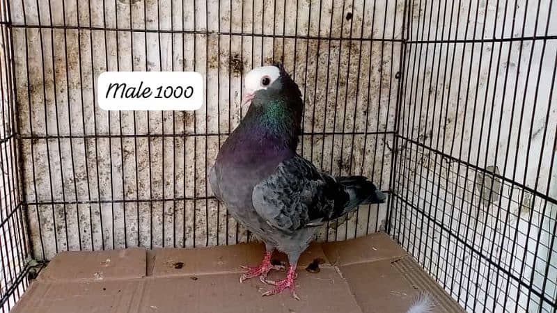 active healthy pigeon for sale 1