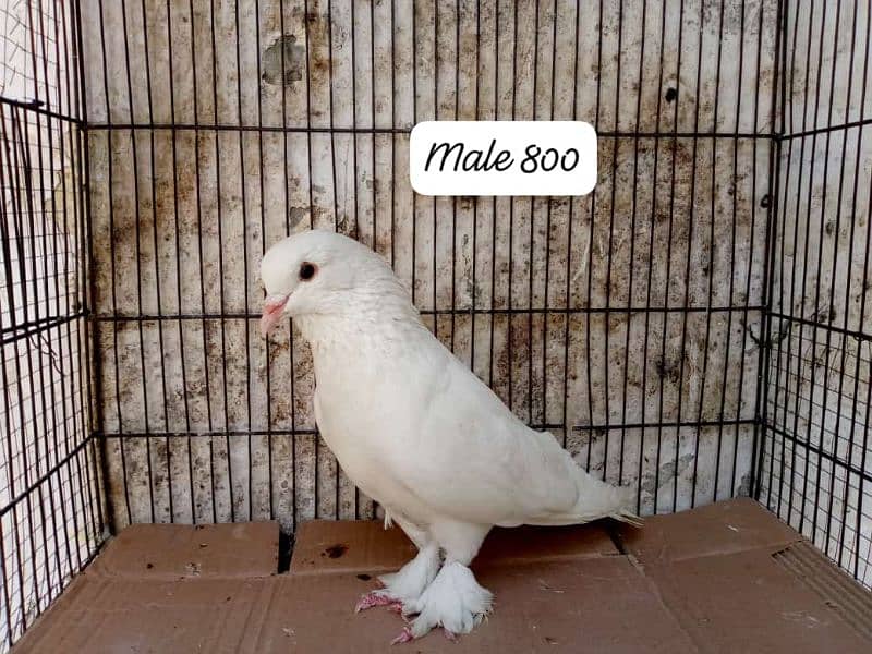 active healthy pigeon for sale 4