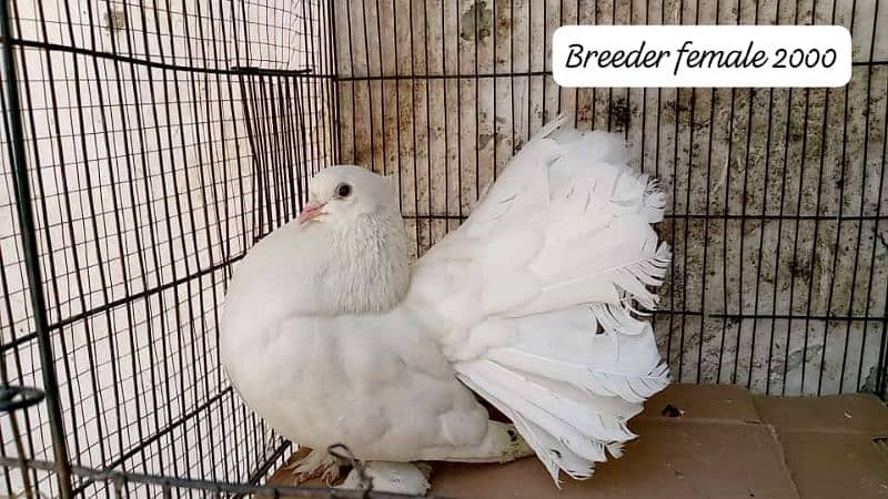 active healthy pigeon for sale 5