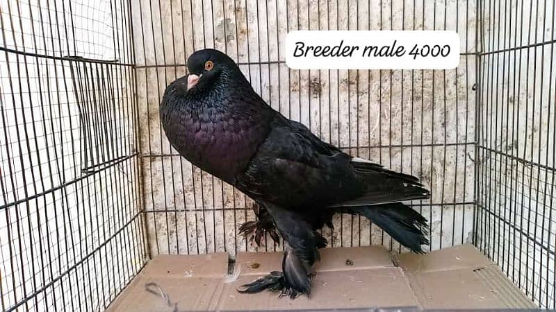 active healthy pigeon for sale 6