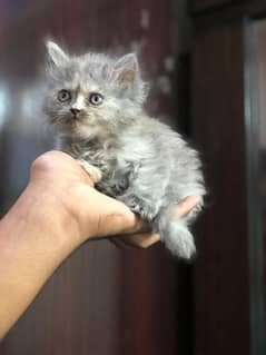 persian kittens available for sale