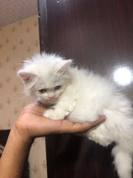 persian kittens available for sale 2