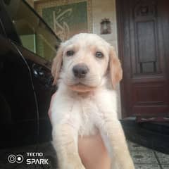 Labrador puppy for sale extreme quality