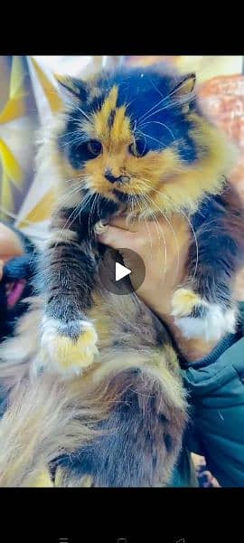 breeder female Calico Persian Cat 1