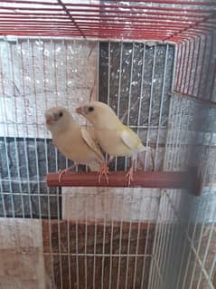 lady Goldain  chick and canary 0
