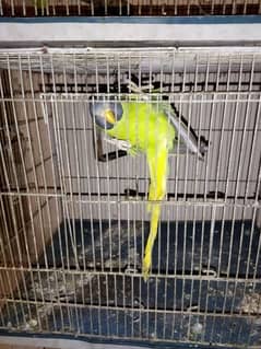 pair of indian ringneck and female plum head available. 0