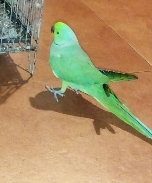 pair of indian ringneck and female plum head available. 1