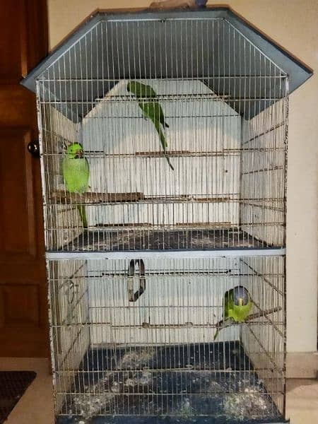 pair of indian ringneck and female plum head available. 2