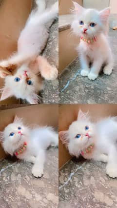 kitten Persian affordable prices