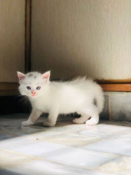 White Persian kitten for sell. MUST READ DESCRIPTION 1
