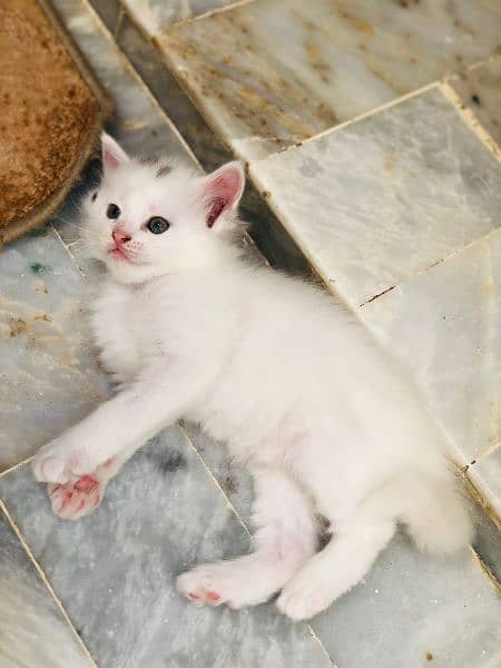 White Persian kitten for sell. MUST READ DESCRIPTION 2