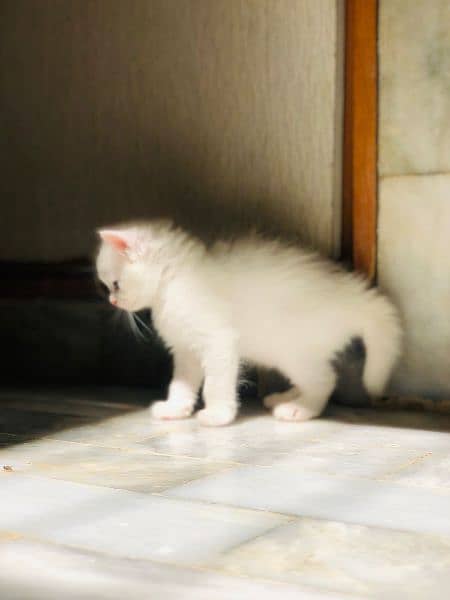 White Persian kitten for sell. MUST READ DESCRIPTION 3