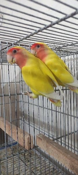 love birds | Breeder pair | Albino red eye | parblue split ino |parrot 14