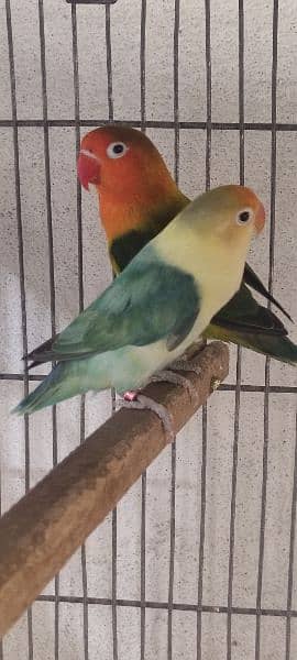 love birds | Breeder pair | Albino red eye | parblue split ino |parrot 11