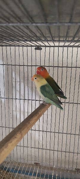 love birds | Breeder pair | Albino red eye | parblue split ino |parrot 4