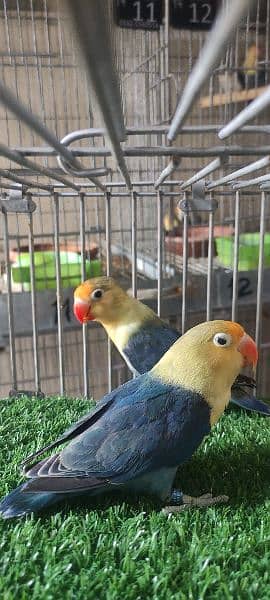 love birds | Breeder pair | Albino red eye | parblue split ino |parrot 14