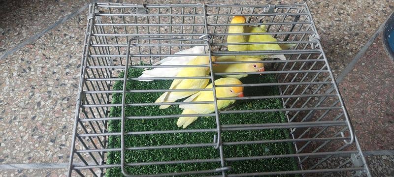 love birds | Breeder pair | Albino red eye | parblue split ino |parrot 2