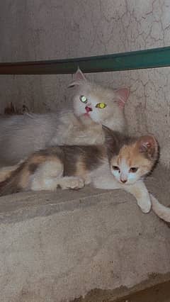 Persian cats .